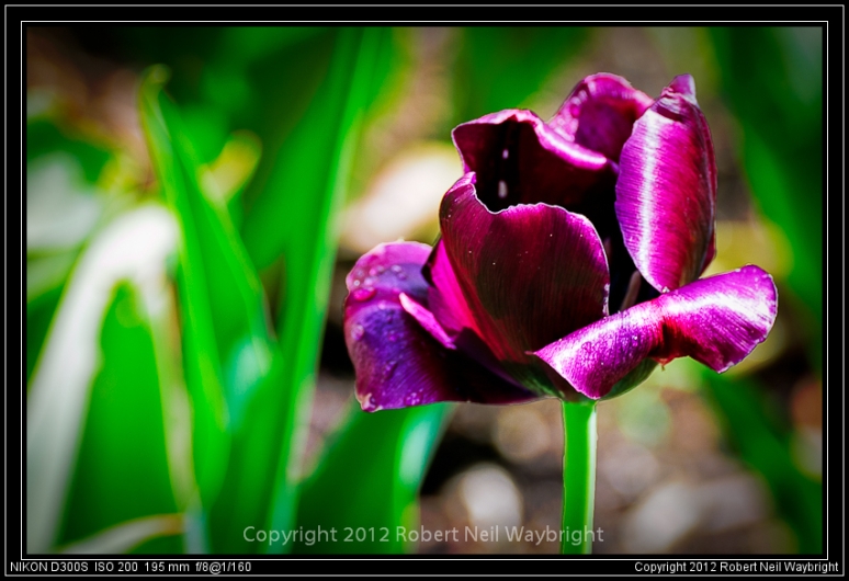Deep purple tulips