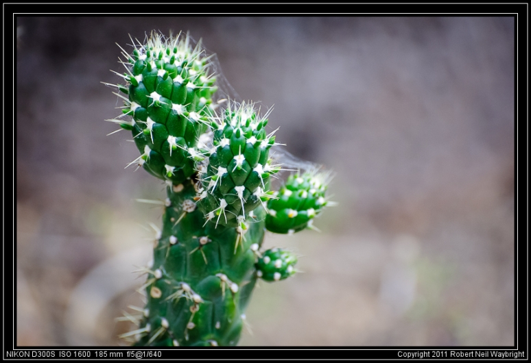 Cactus-scape II
