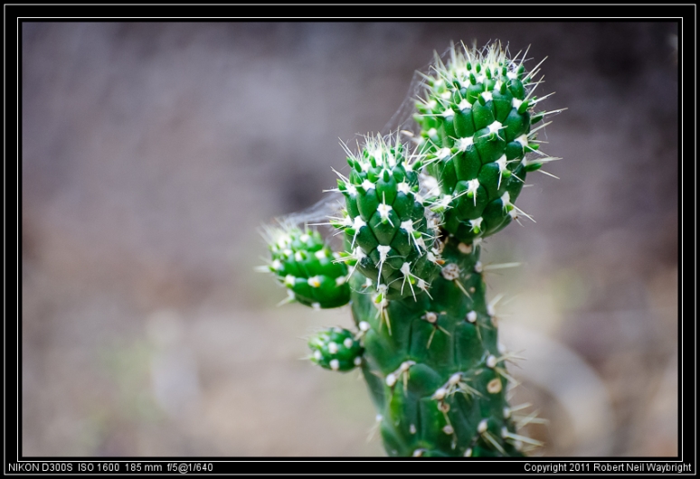 Cactus-scape II (flipped)